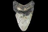 Bargain, Fossil Megalodon Tooth - North Carolina #91642-2